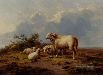 wiese isidro seinem festtag Ölbilder verkaufen - Schaf in der Wiese Eugene Verboeckhoven Tier